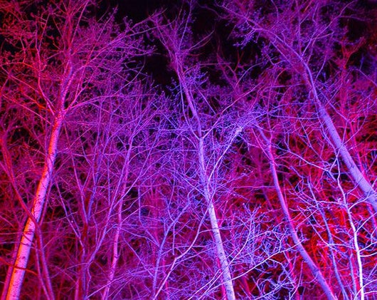 Wild colored trees outside a drive-in movie theater next to the 2 Kolegas bar where the drug crackdown occurred in Beijing on Aug. 9, 2014